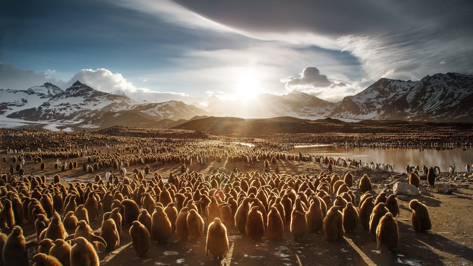 Manifest des Pinguins, der zum Berg ging